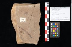 Foto (Objekt + Etikett) von Myrica lignitum Unger (NHMW-GEO-2024-0188-0665)